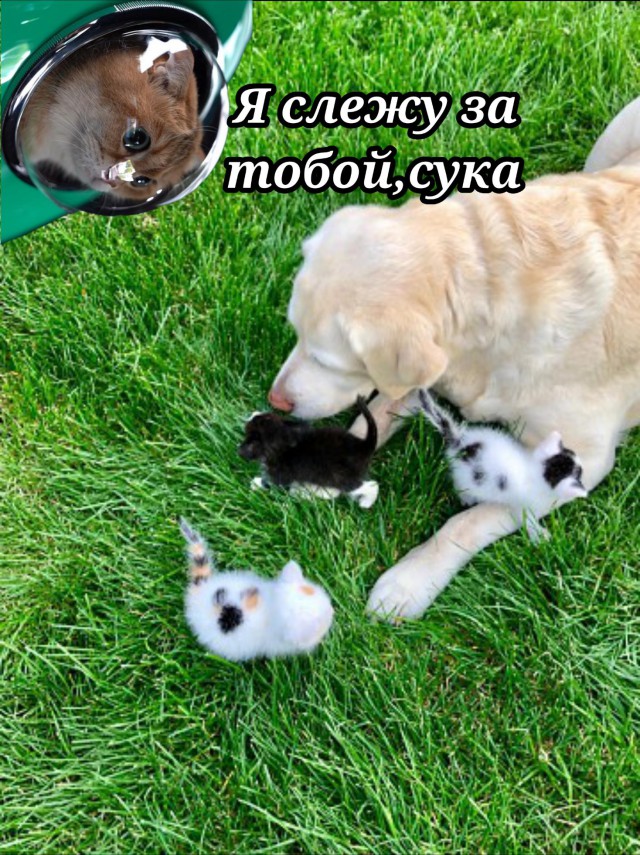 Фотожабы: Кот в рюкзаке с иллюминатором