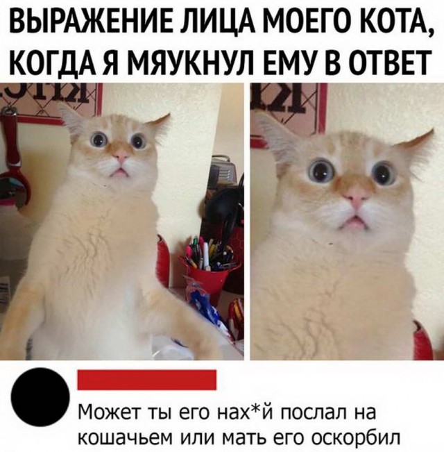 Делаем уроки, бутерброды, охотничью собаку и присоединяем Австрию к России