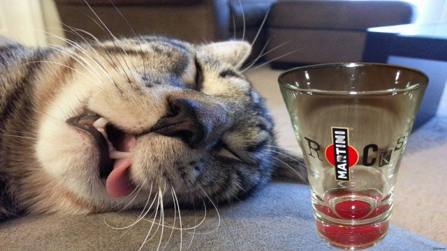 Алкоты