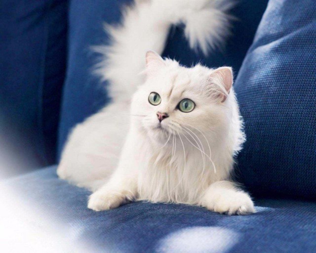 Забавные фото котеек
