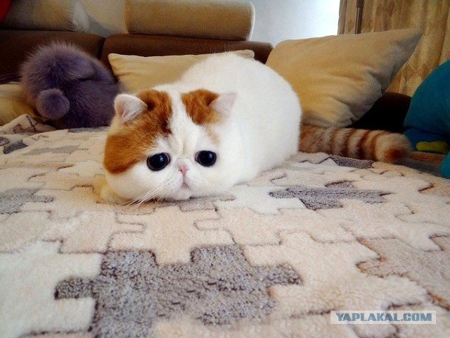 Дикий котовторник 26.11.19