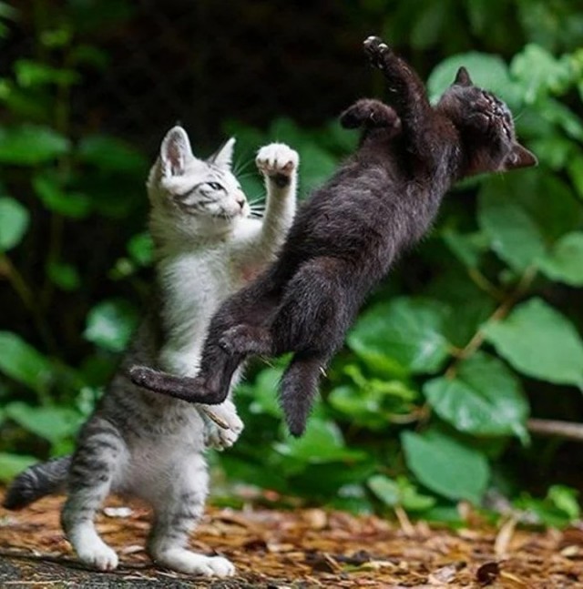 Котики