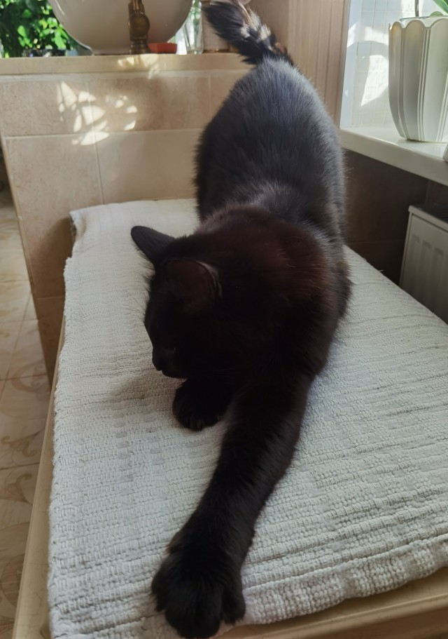 Ну, с котовторником!