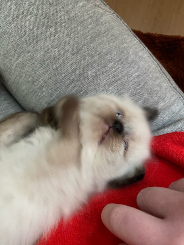 Эти забавные животные