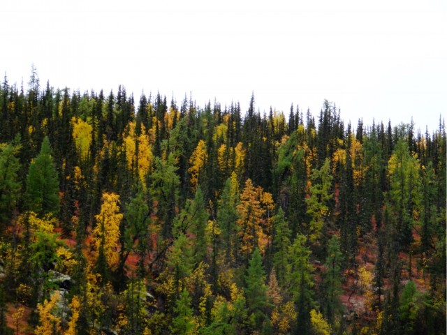 Где-то на Урале лес заменяет людям небо