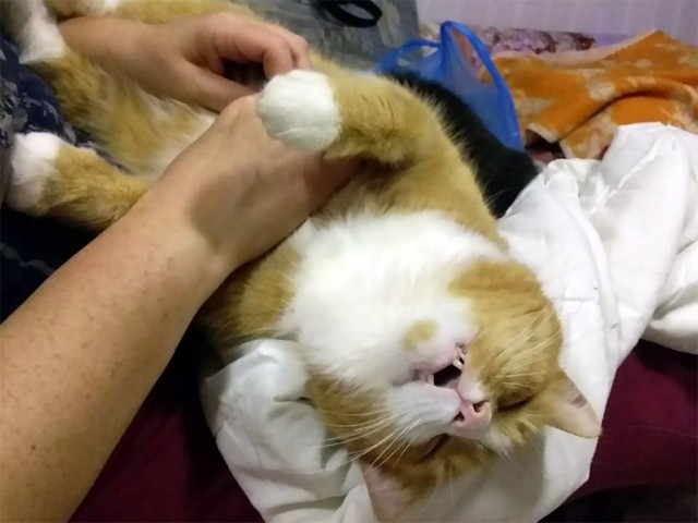Котовторник 17.11.20