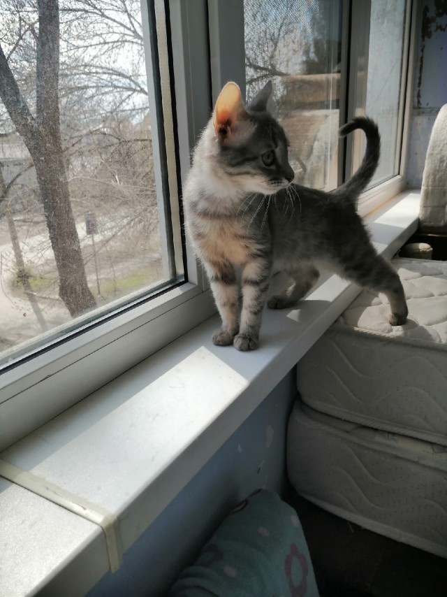 Кошки , кошечки, котяры 14.03.21