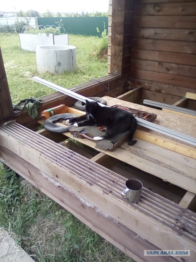 История одного котенка