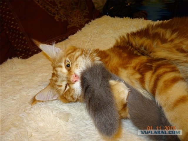 Котовторник