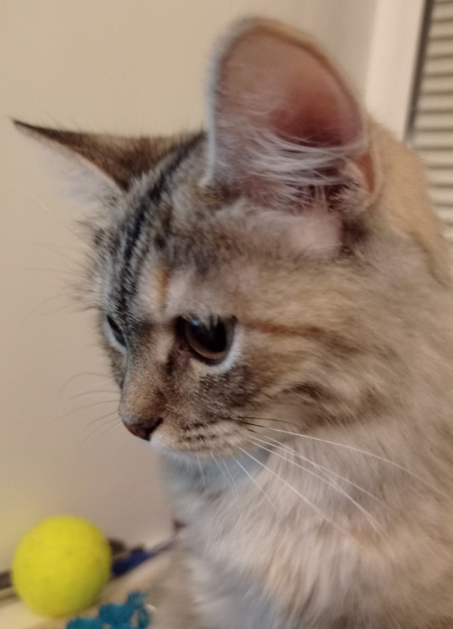 Котовторнику быть