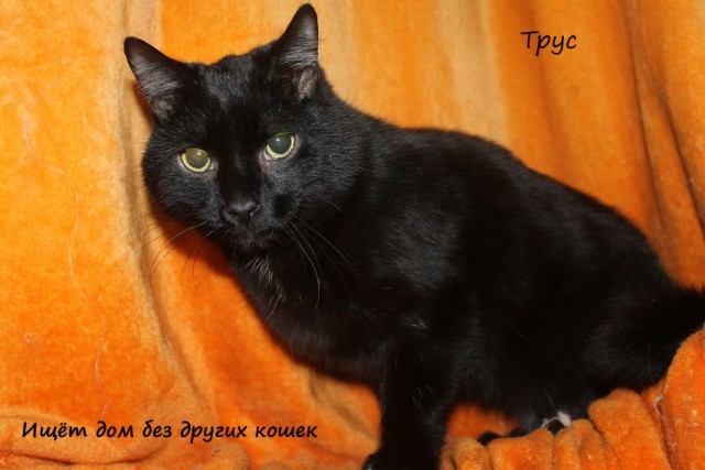 Жизнь домашнего приюта "Котоленд" 310