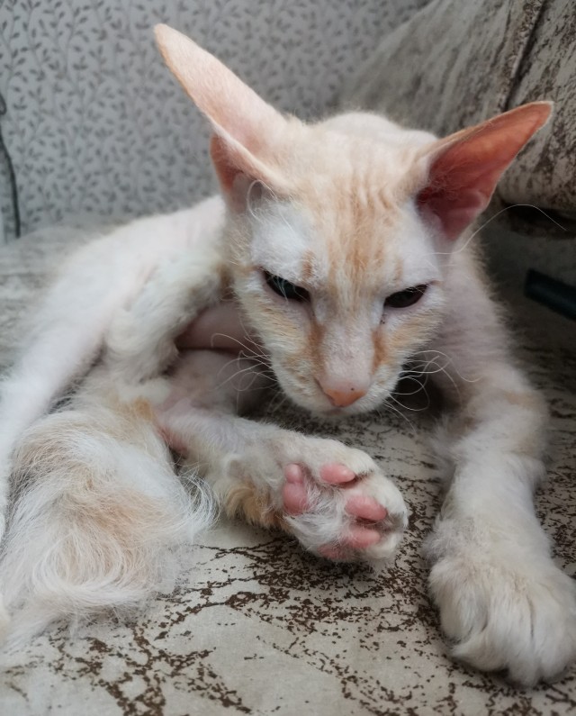 Котовторник. Февраль