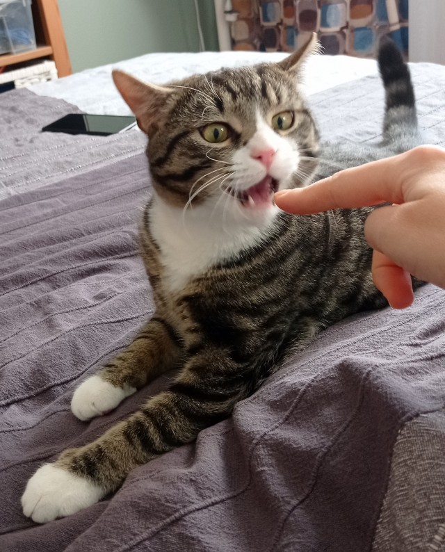 Котовторник - по расписанию!