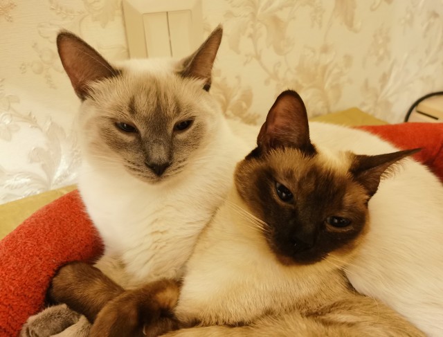 С праздником и котофторником!