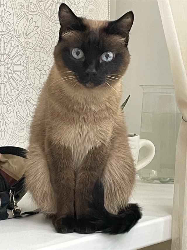 Начну котовторник чуть раньше!
