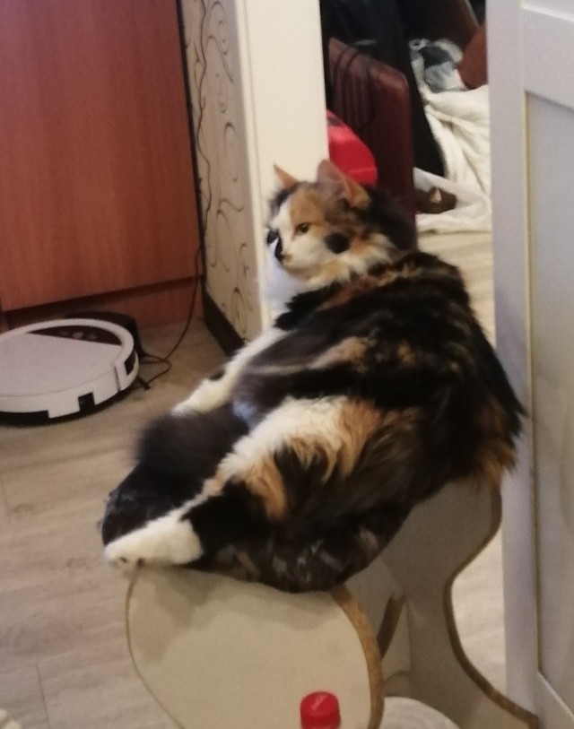 Почему я не завожу кошку?