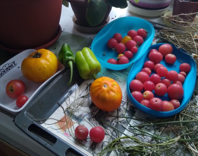 А мы картошку копаем