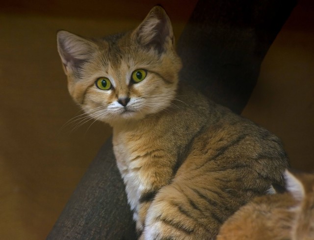 Необыкновенные кошки в дикой природе