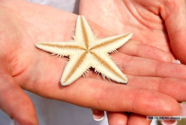 ГоА свои впечатления