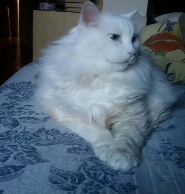 Сегодня всемирный день кошек!