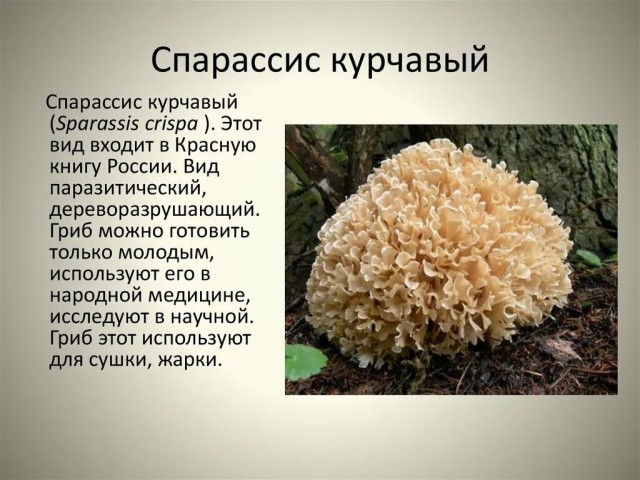 О жёнах и случайных женщинах, пару слов