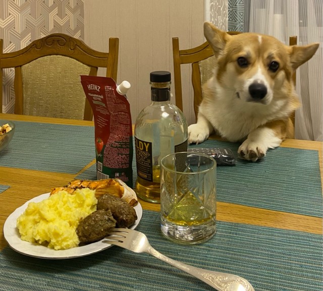 Хочу собаку! (гид по группам пород)