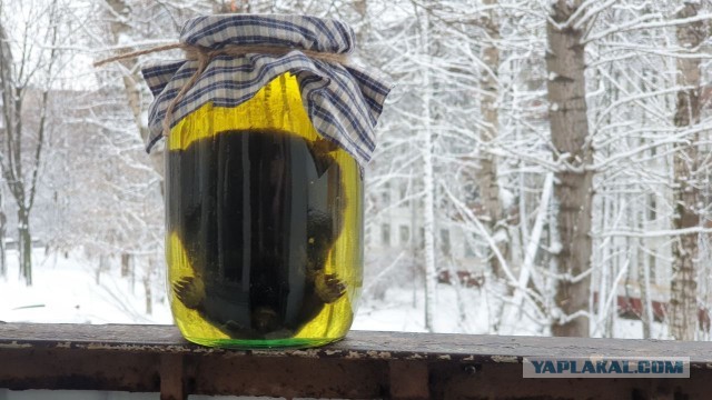 Мой запой