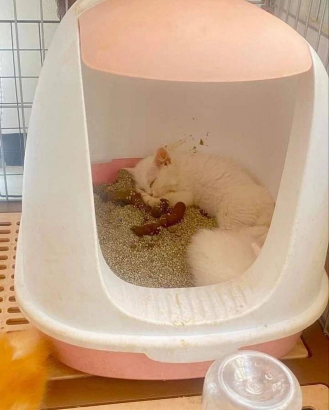 Ловушки для котов