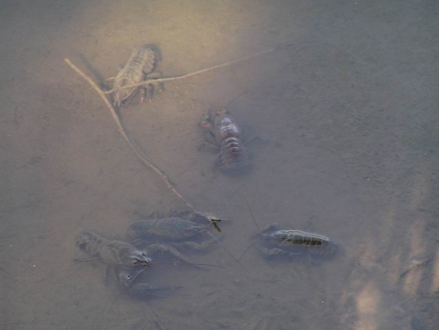 Сплав. Южный Буг.