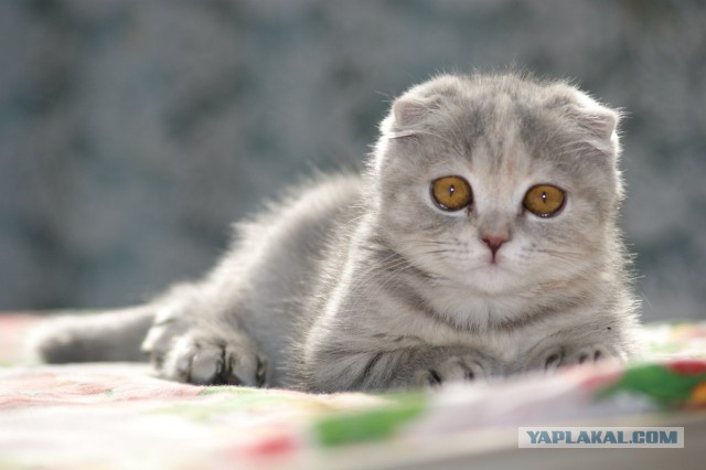 Котовторник 16.04.2013