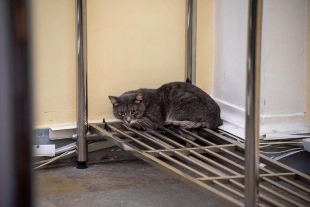 В Эрмитаже три дня и четыре ночи ловили неучтенного кота, который гулял и гадил где хотел
