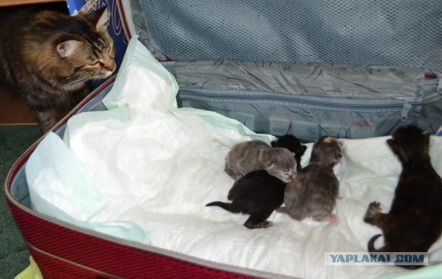 Котовторник  07.05.2013