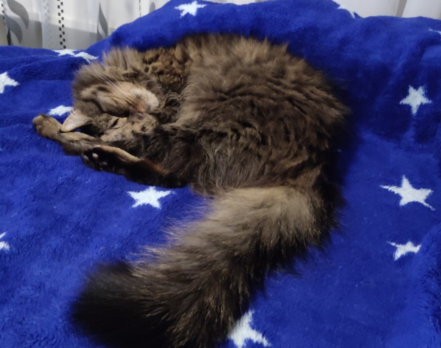 Подборка котов, нашедших свой дом
