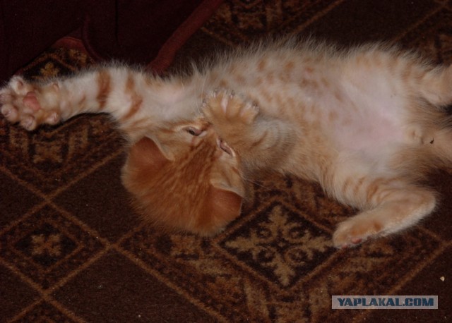 Котовторник 21.05.2013