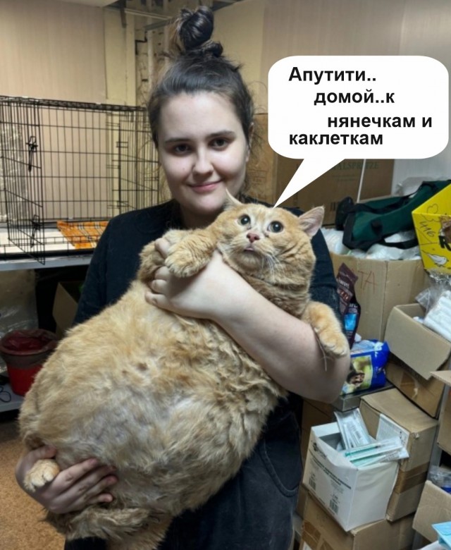 Я не толстый!