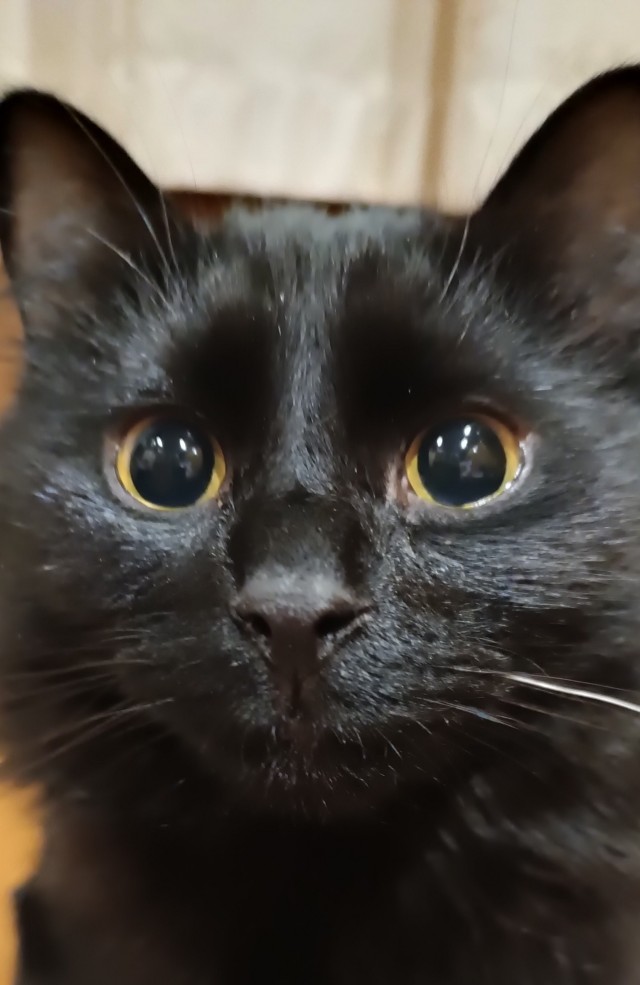 Котовторник 31.12.2024. Последний котовторник года
