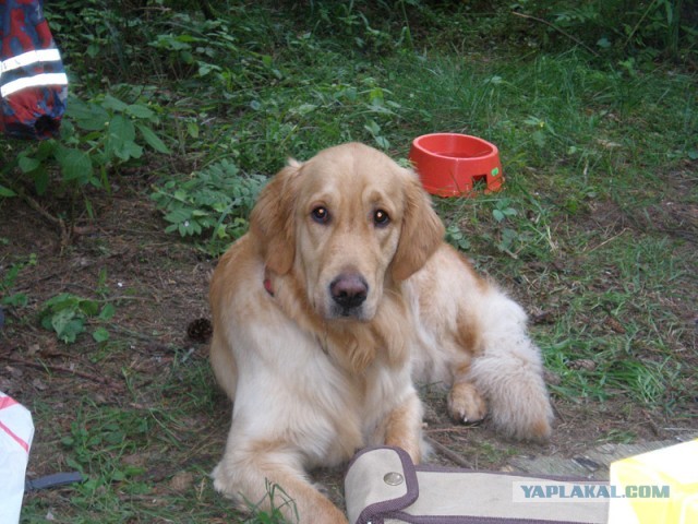 Породы собак для семьи