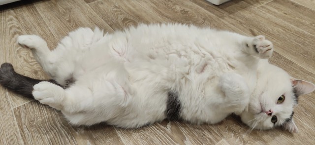Спящий кот