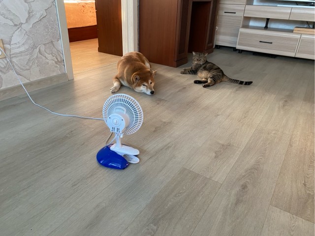 Собакочетверг!