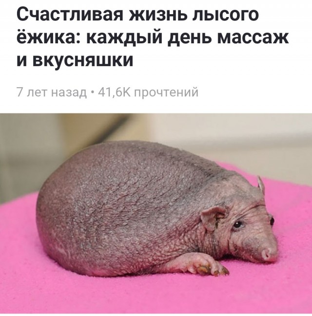 День лысых ёжиков также отмечают сегодня