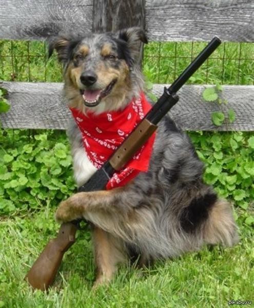 В США собака нечаянно выстрелила в хозяина из дробовика