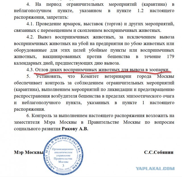Вспышка бешенства в Москве: в районе Щукино объявили карантин до 17 января