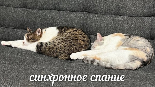 Носи с честью!