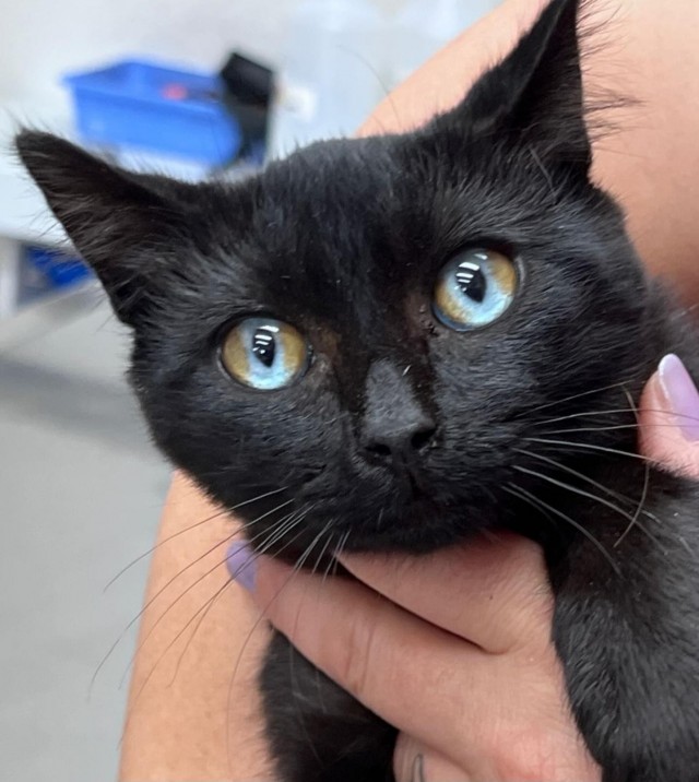 У моего кота спектральная гетерохромия