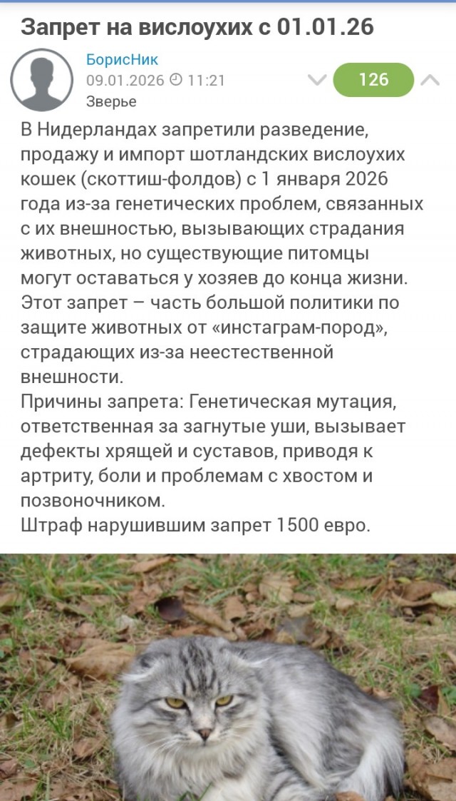 Почему шотландская вислоухая запрещена в Европе?