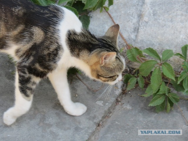 Коты Севастополя