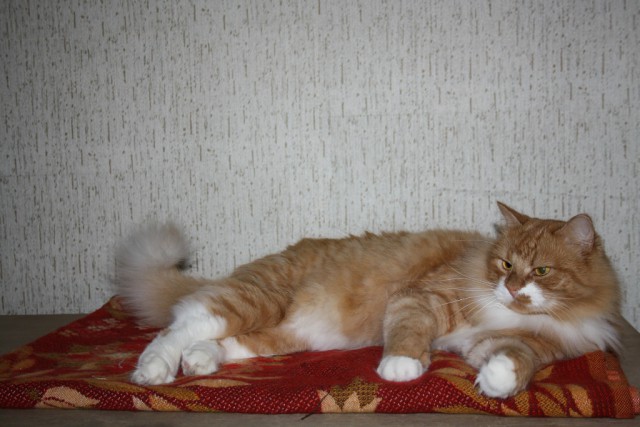 Котовторник  05.11.2013