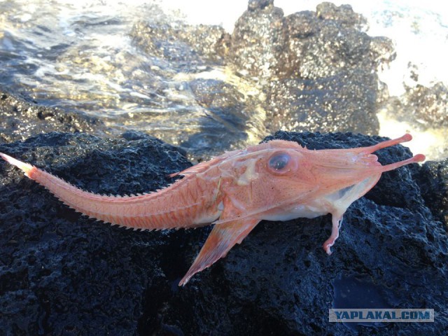 В Южно-китайском море рыбак поймал «бронированную»