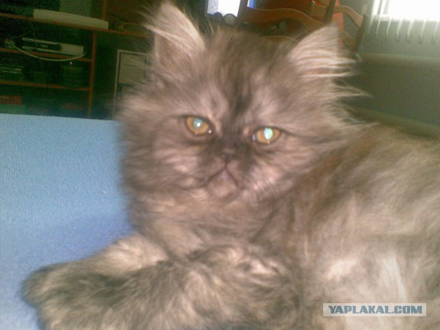 Котовторник   17.12.2013