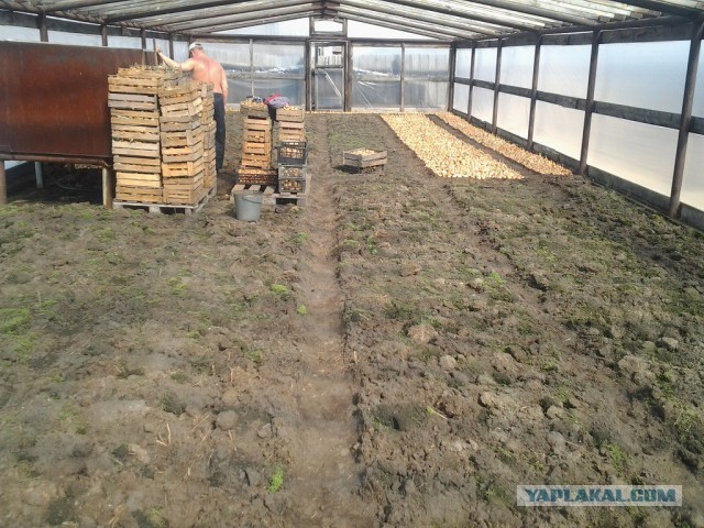 Любителям зелени